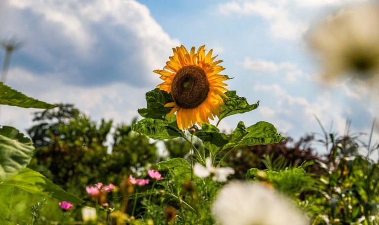 New - Save 20% on daytime tickets to Van Gogh's Flowers with